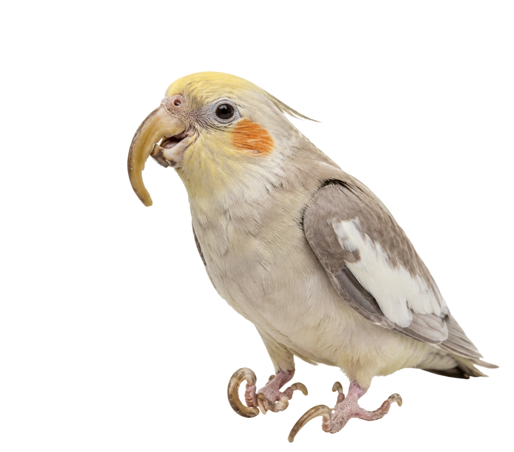 Beak & Nail Overgrowth